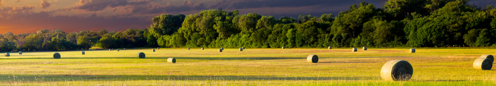 hay in a field