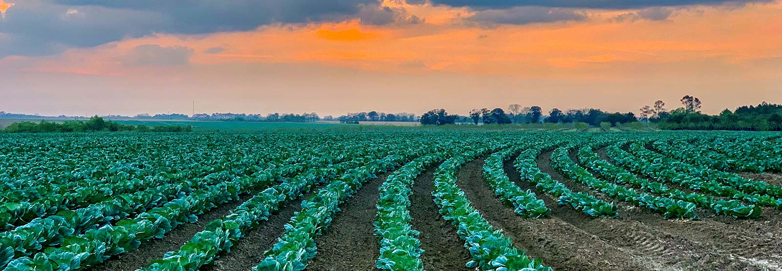 Rows of crops on a farm